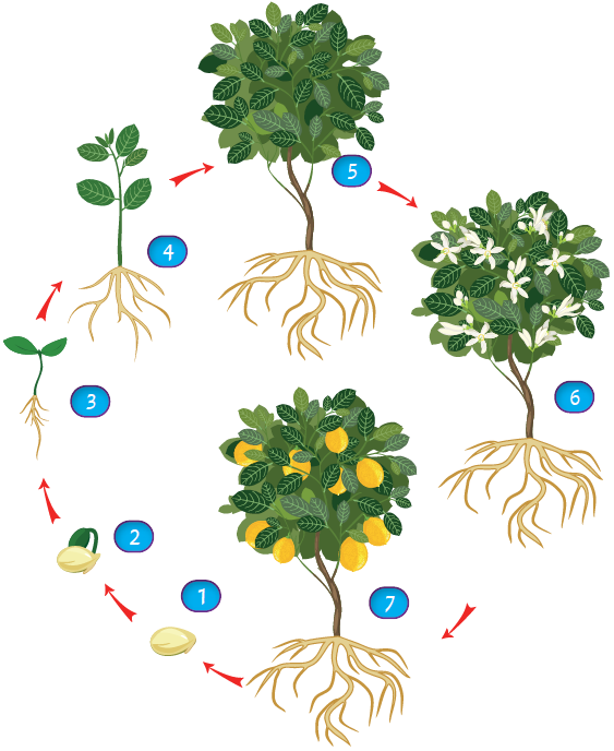 life cycle of lemon